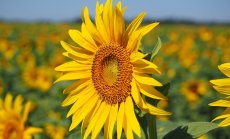 Забраната за внос на украинско зърно е безсмислена и не постига никакви ефекти 