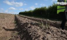 Озеленяването е водещо в борбата с емисиите, част 2