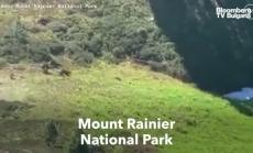 Росомахите се върнаха в САЩ