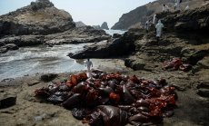 Русия едва ли ще изплаща искове срещу нейни петролни танкери от неприятелски страни