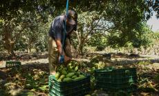 Бизнес за милиарди се разраства - мангото е новото авокодо