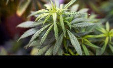 В България има дефиниция, но няма разграничение между индустриален и индийски коноп