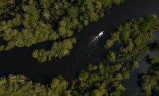 Банките продължават да наливат милиарди в клиенти, застрашаващи дъждовните гори