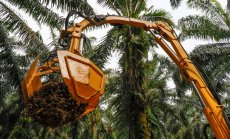 Роботи спасяват палмовото масло в Азия