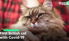 Първата английска котка с Covid