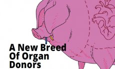 Една нова порода донори