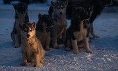 Българска платформа "отглежда" домашни любимци, улеснявайки хиляди стопани