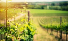 Има огромен скок на винения туризъм в България, но заплаха ли е безалкохолното вино