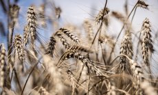 Световните продавачи на пшеница изнасят зърно в много малки количества