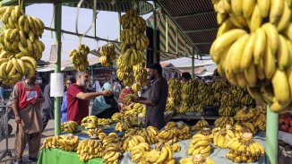 Ужасен гъбичен паразит атакува единствения банан, който практически светът консумира