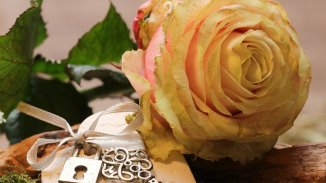 Има надежда за тъмнокафявите рози