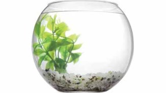 В търсене на рибите 