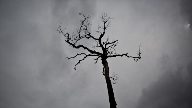 Обгоряло от пожар дърво в щата Паро, близо до Перо Монте, Бразилия. 14 декември 2014. Photographer: Dado Galdieri/Bloomberg