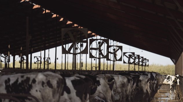 Горещините и сушата причиняват опасно натоварване на млекодайните крави по