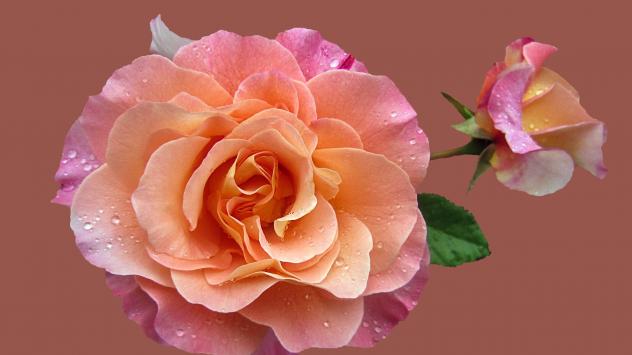 Снимка: Pixabay