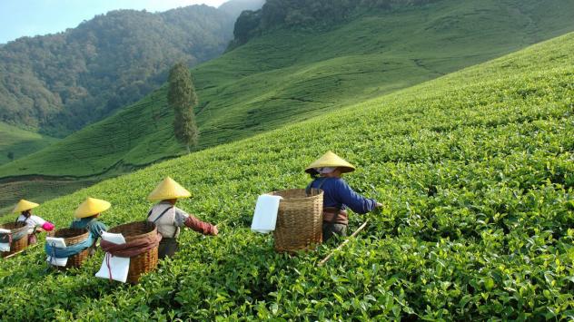 Производството на чай достига нов рекорд