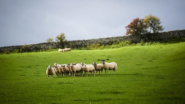 Производството на месо в света рядко е било толкова скъпо