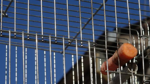 Клетка за птици. Пазар Н. Петков. София. Снимка: Bloomberg TV Bulgaria