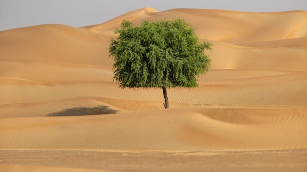 Обединените арабски емирства планират да въведат федерален данък върху корпоративните