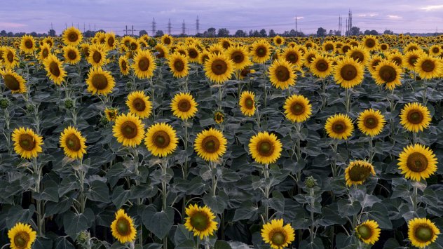 Украйна е най-големият производител на слънчогледово олио в света и