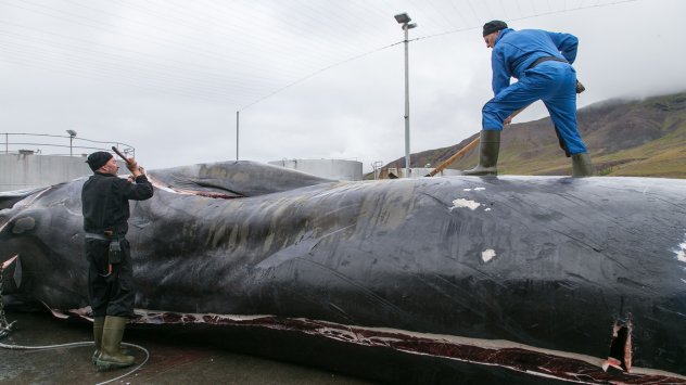 За първи път учени са картографирали световните китови супермагистрали