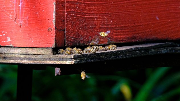 Когато медоносните пчели се настаняват в петзвездния хотел на Beewise