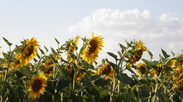 Добруджа, слънчоглед, снимка: Силвия Грозева