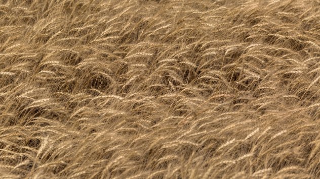 Цените на пшеницата продължиха стремителното си поскъпване като надхвърлиха 11