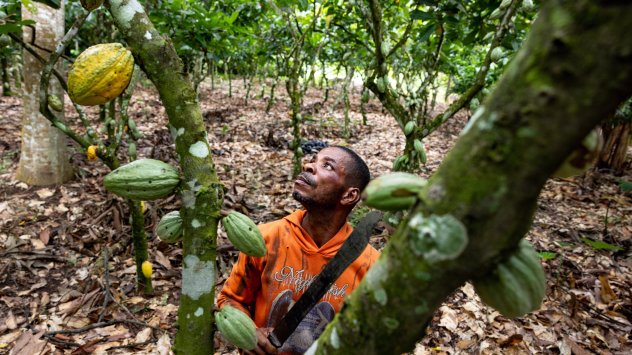 Какаови шушулки в Квабенг, Гана. Снимка: Пол Нинсън/Bloomberg