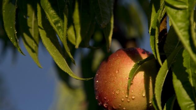 Снимка: freeimages.com