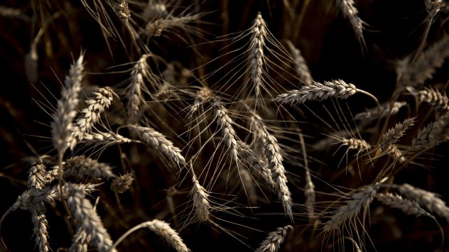 Докато руската инвазия спира износа на украинска пшеница и повишава