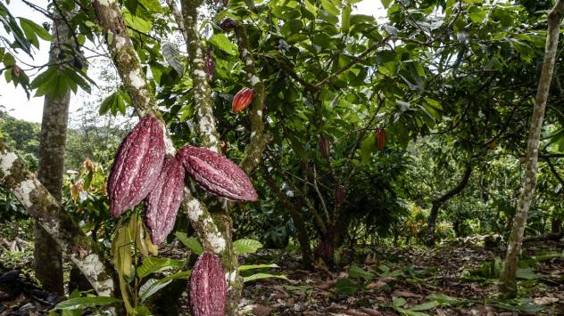 Какаова плантация. снимка: Paulo Fridman/Bloomberg