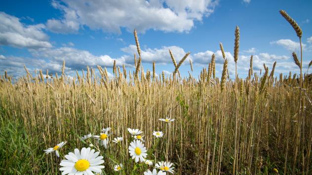 Снимка: Pixabay