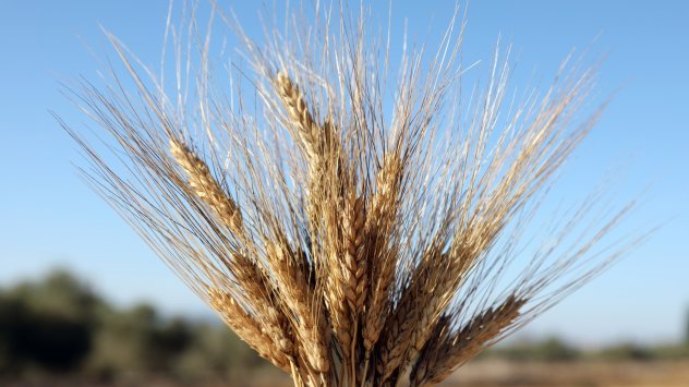 Украйна изложи планове за предпазливо увеличаване на износа на зърно