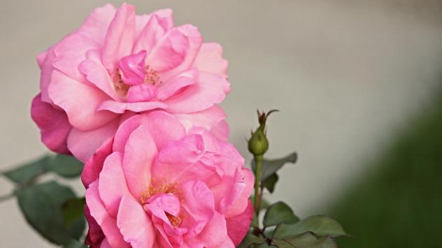 Снимка: Pixabay