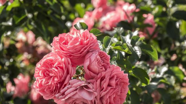 Снимка: Pyxabay