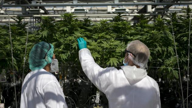 Плантация с канабис в Онтарио, Канада. Снимка: Cole Burston/Bloomberg