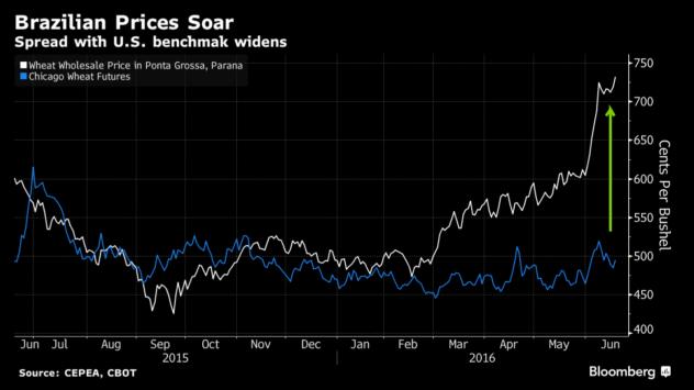 Бялата линия показва цените на едро на пшеницата в центове за 8 галона (36.4 литра)  на борсата в Понта Гроса, област Парана, докато синята - на житните фючърси в Чикаго Източник: Bloomberg TV Bulgaria