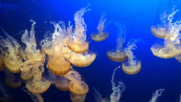 Снимка: pexels.com