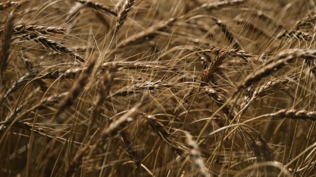 Спада в цените на суровини като пшеницата и царевицата би