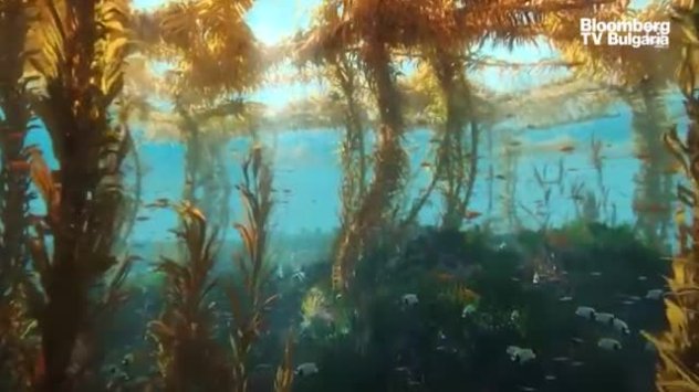 Водорасли заменят пластмасата, част 2