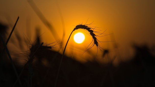 Украйна е загубила пшеница на стойност поне 1 млрд долара