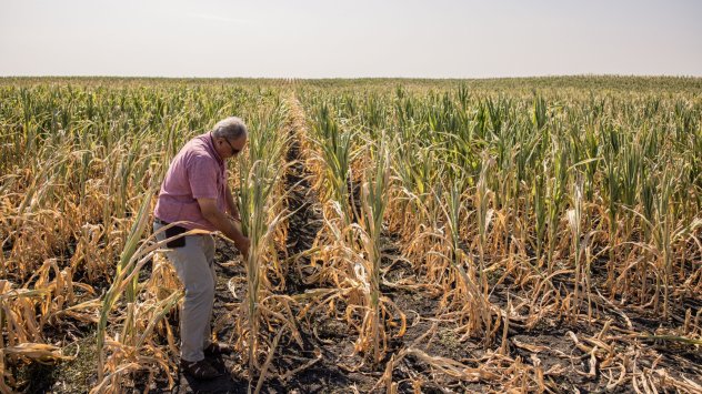 Палещото слънце в Европа свива очакваната реколта от царевица в