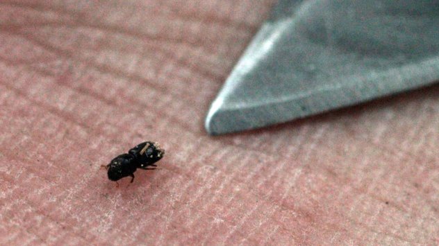 Дървесният бръмбар с размерите на сусамово семе може да струва