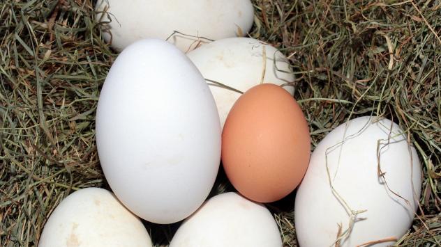 Снимка: pixabay.com