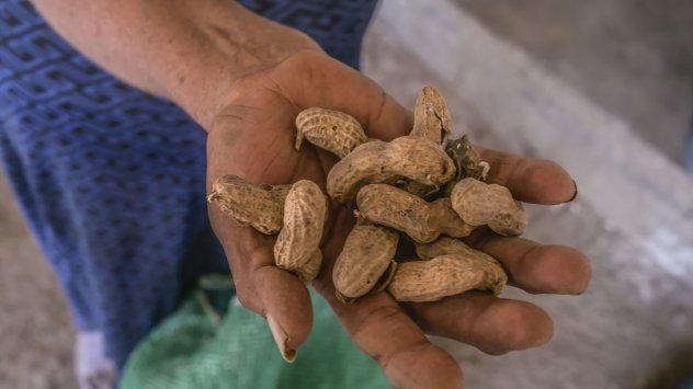 Фермерите отглеждащи фъстъци в Китай остават с празни черупки тъй