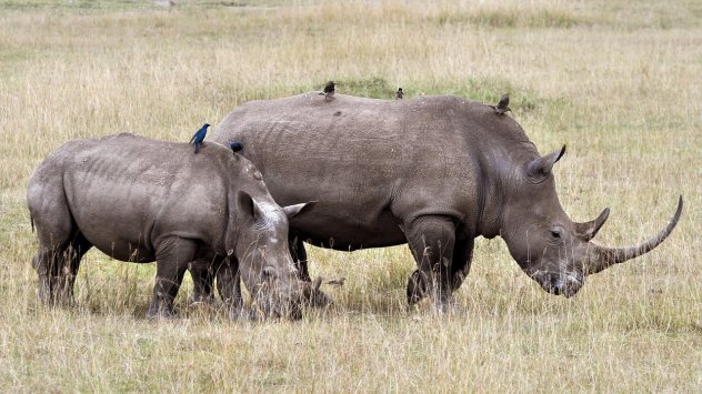 Снимка: Pixabay