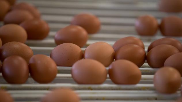 Яйца на конвейр в Западна Фландрия. Белгия. 10 август 2017. Photographer: Jasper Juinen/Bloomberg