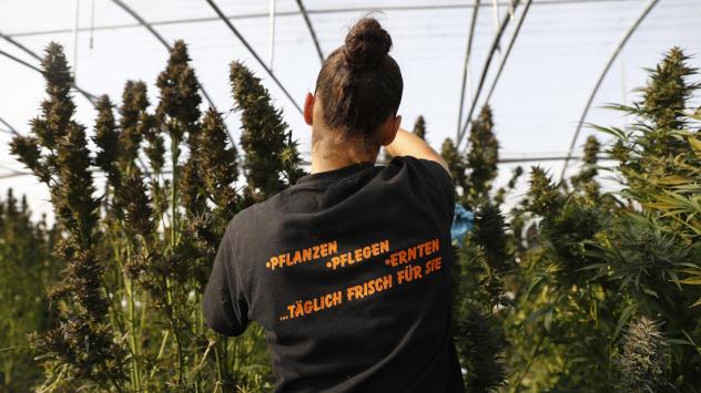 Служител на специализирания в производството на марихуана швейцарски стартъп KannaSwiss GmbH в град Керцерс. Снимка: Stefan Wermuth/Bloomberg
