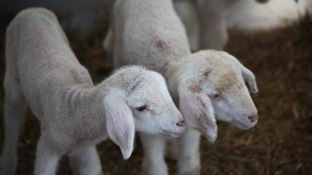 Снимка: Pixabay